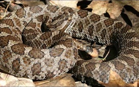 HDD Benefits Project in Area of Endangered Snake Species