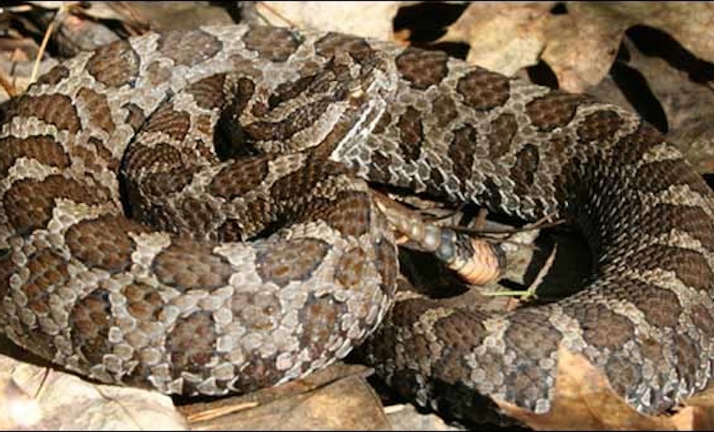 HDD Benefits Project in Area of Endangered Snake Species