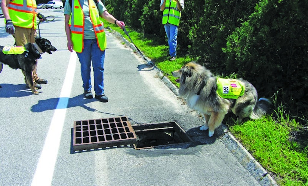 Dogs Detect Wastewater Spills